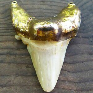 10K Yellow Gold Cap Pendant Shark's Tooth 12 Grams 1-3/4"